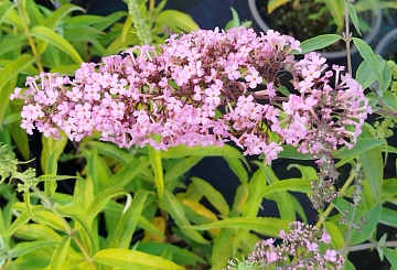 Буддлея Давида: как вырастить в саду роскошный тропический кустарник