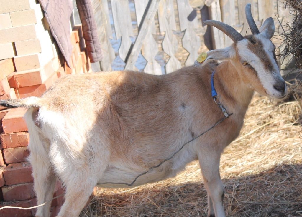 Кормление и содержание сукозных коз