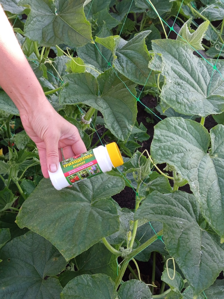 Триходерма вериде — надежная защита для огурцов.jpg Триходерма вериде — надежная защита для огурцов.jpg