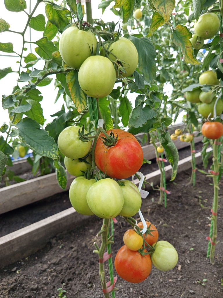 Поддерживаем кисти двойным крюком.jpg Поддерживаем кисти двойным крюком.jpg