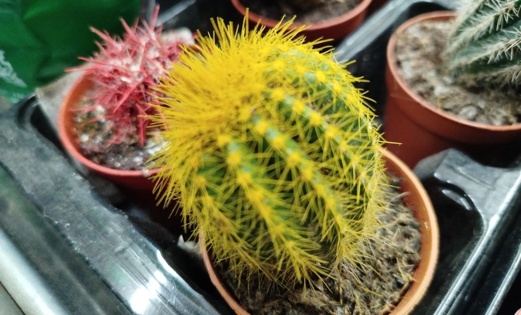 Эхинокактус Грусона.jpg Эхинокактус Грусона.jpg