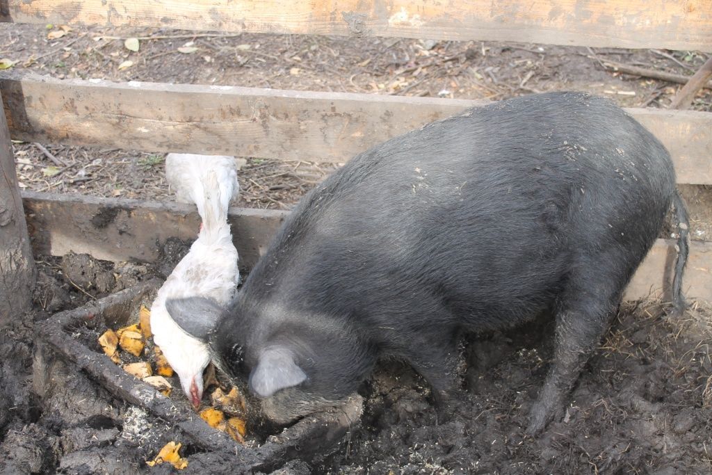 Как запустить желудок у свиньи - лечение запора народными средствами