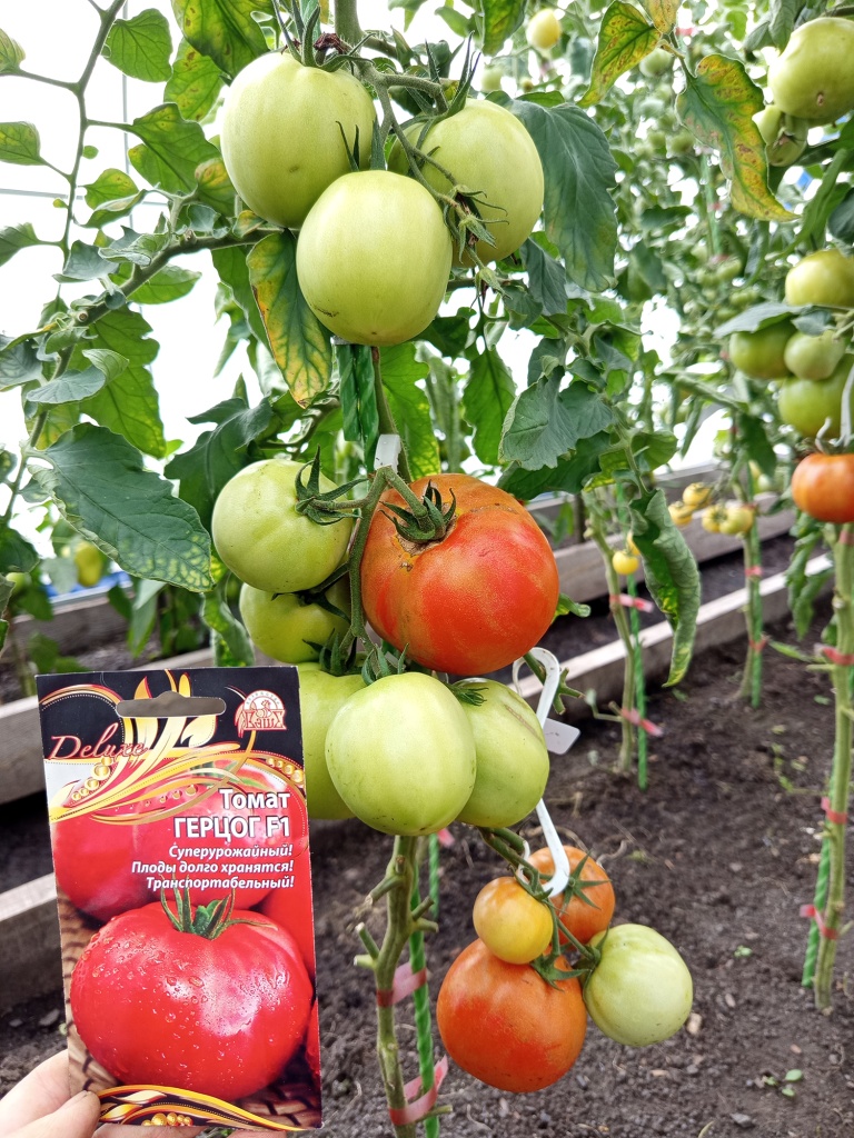 Герцог F1 должен быть в каждой теплице.jpg Герцог F1 должен быть в каждой теплице.jpg