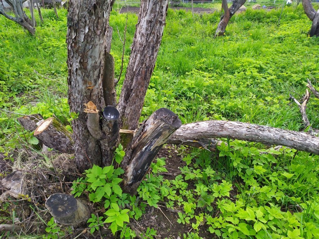 Камедь на абрикосе (13 фото): лечение и что делать, если на дереве появилась смола