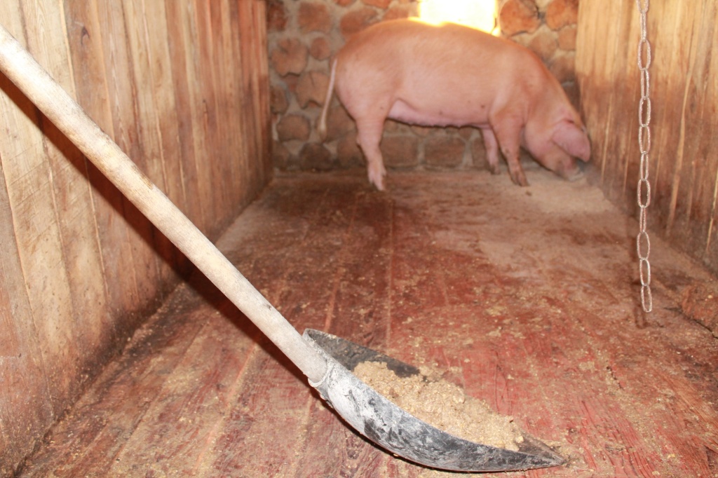 Сарай для свиней своими руками (139 фото)