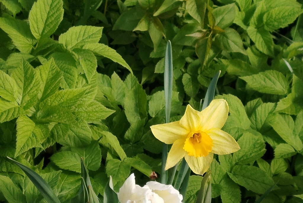 Сныть на клумбе.jpg Сныть на клумбе.jpg