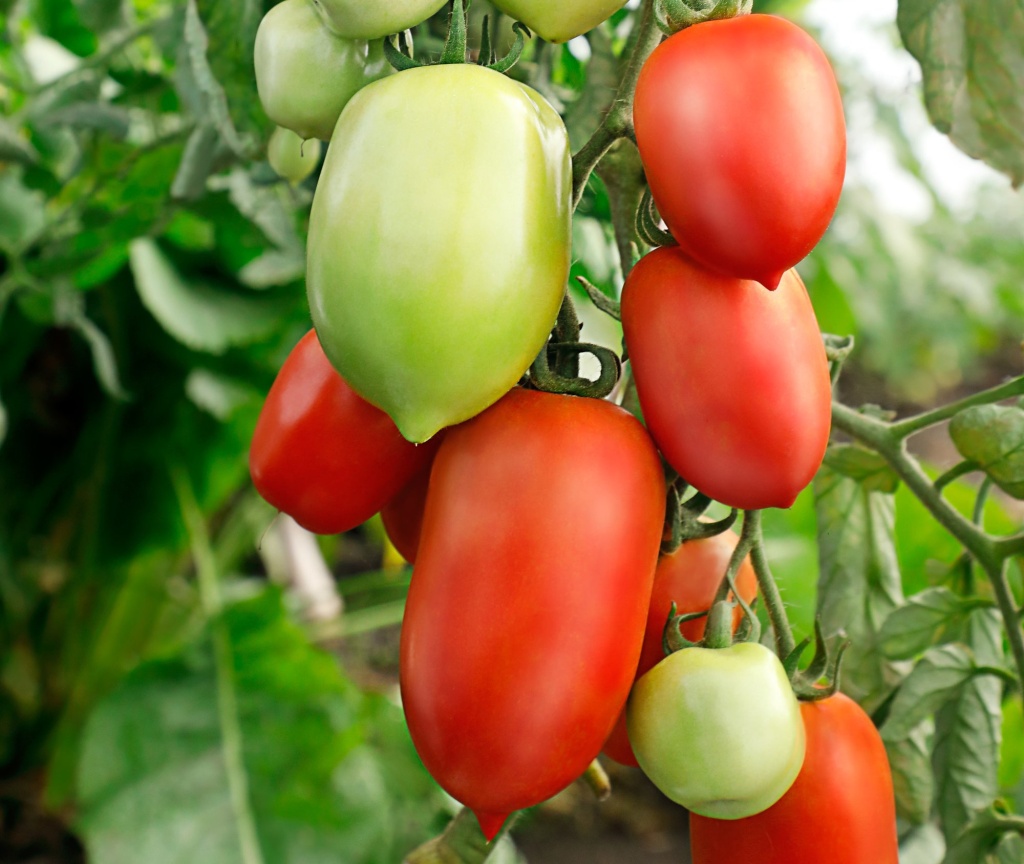 photo_20220826_ovoshi_tomat_kurazh.jpg photo_20220826_ovoshi_tomat_kurazh.jpg