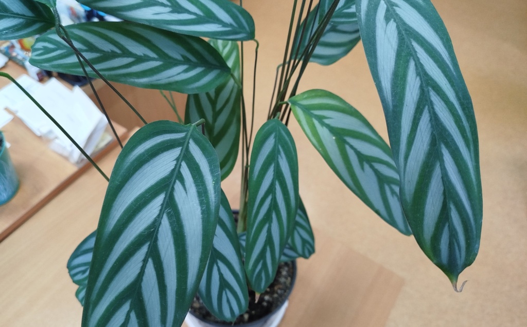 Ктенанта Оппенгейма.jpg Ктенанта Оппенгейма.jpg