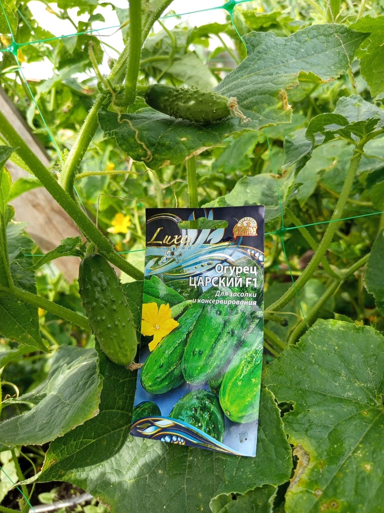 Несмотря на начало болезней, продолжается плодоношение.jpg Несмотря на начало болезней, продолжается плодоношение.jpg