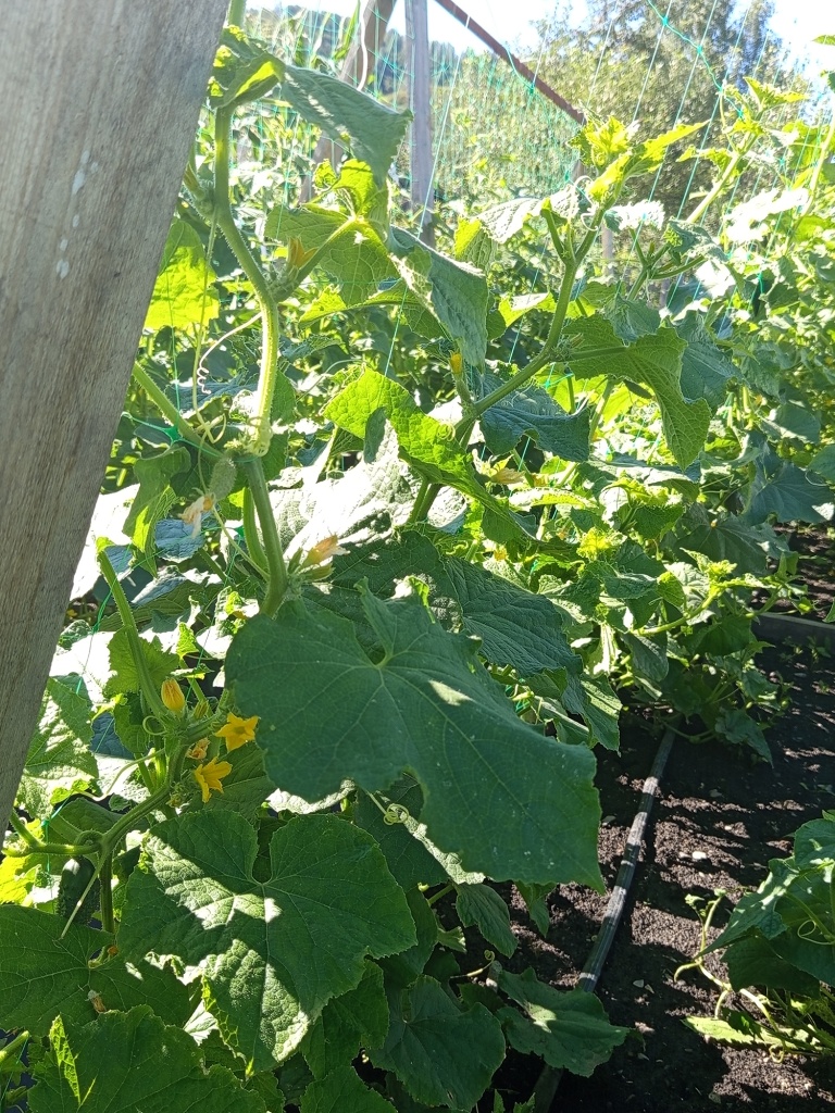 В южных регионах лучше выращивать огурцы в полутени.jpg В южных регионах лучше выращивать огурцы в полутени.jpg