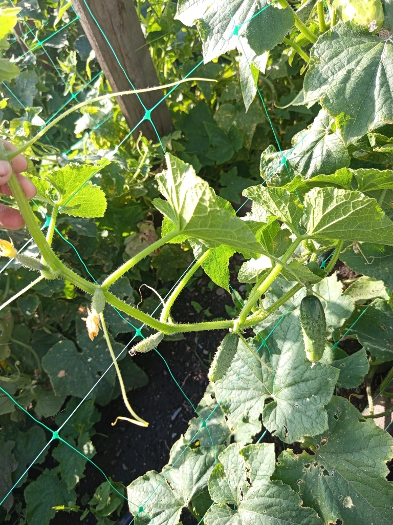 Благодаря коротким междоузлиям на побеге много завязей.jpg Благодаря коротким междоузлиям на побеге много завязей.jpg