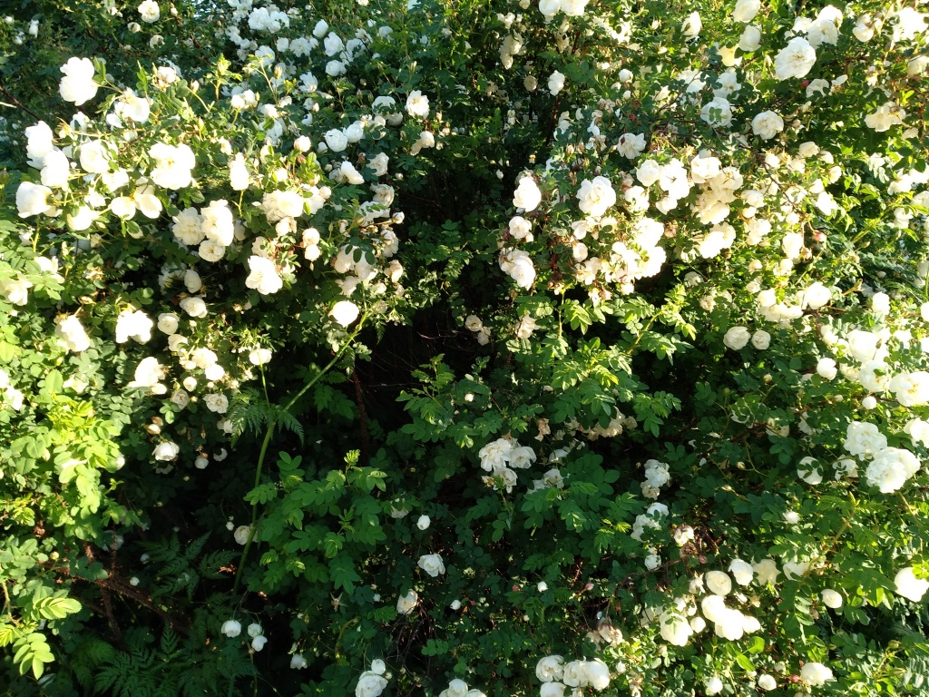 Душистый кустарник с белыми цветами - 74 фото