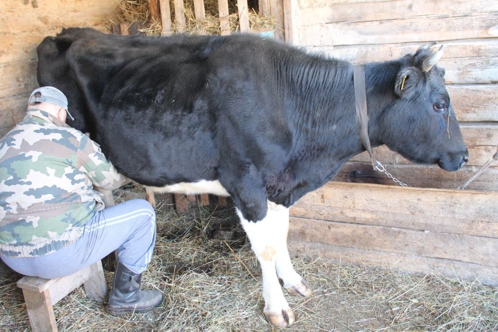 Как отучить корову сосать молоко?