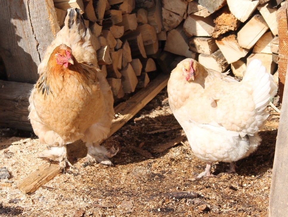 Понос у курицы – чем быстро лечить в домашних условиях