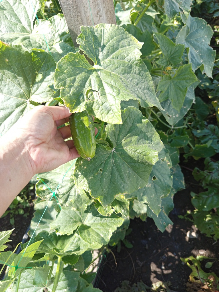 Зеленцы шипастые и немного колючие.jpg Зеленцы шипастые и немного колючие.jpg