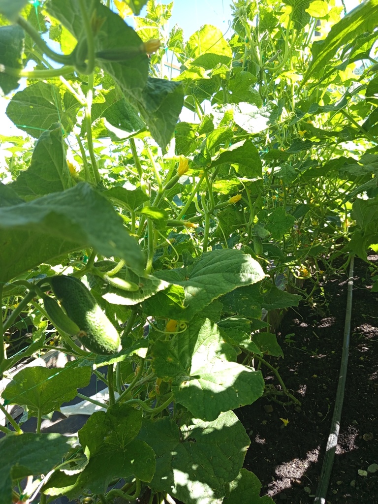 Сбор урожая длится все лето.jpg Сбор урожая длится все лето.jpg