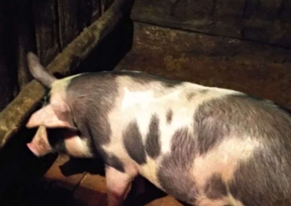 Видео: Как понять, что свиноматка готова к опоросу? - Статьи - pigru, от фермы к рынку