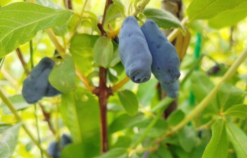 Жимолость Бореал Бьюти_2 2025.jpg Жимолость Бореал Бьюти_2 2025.jpg