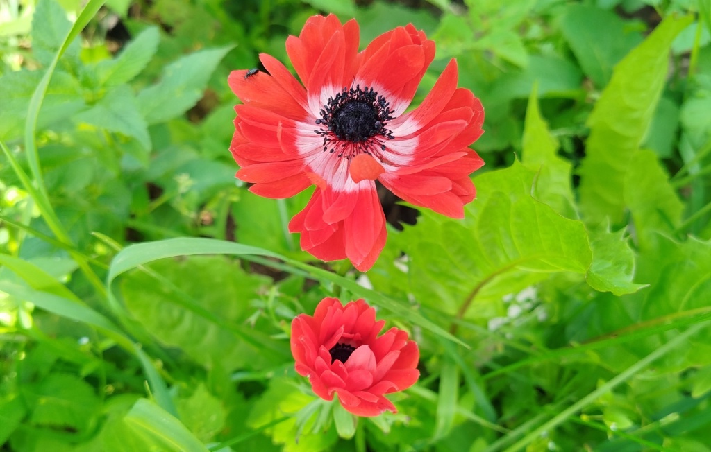 Анемона Говернон.jpg Анемона Говернон.jpg