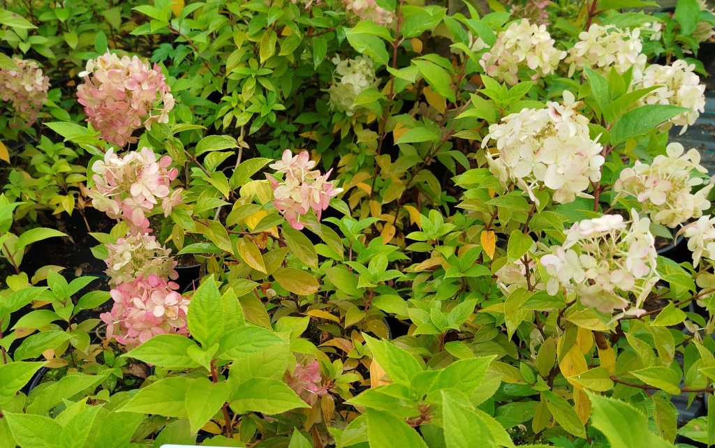 Гортензия метельчатая Лаймлайт.jpg Гортензия метельчатая Лаймлайт.jpg