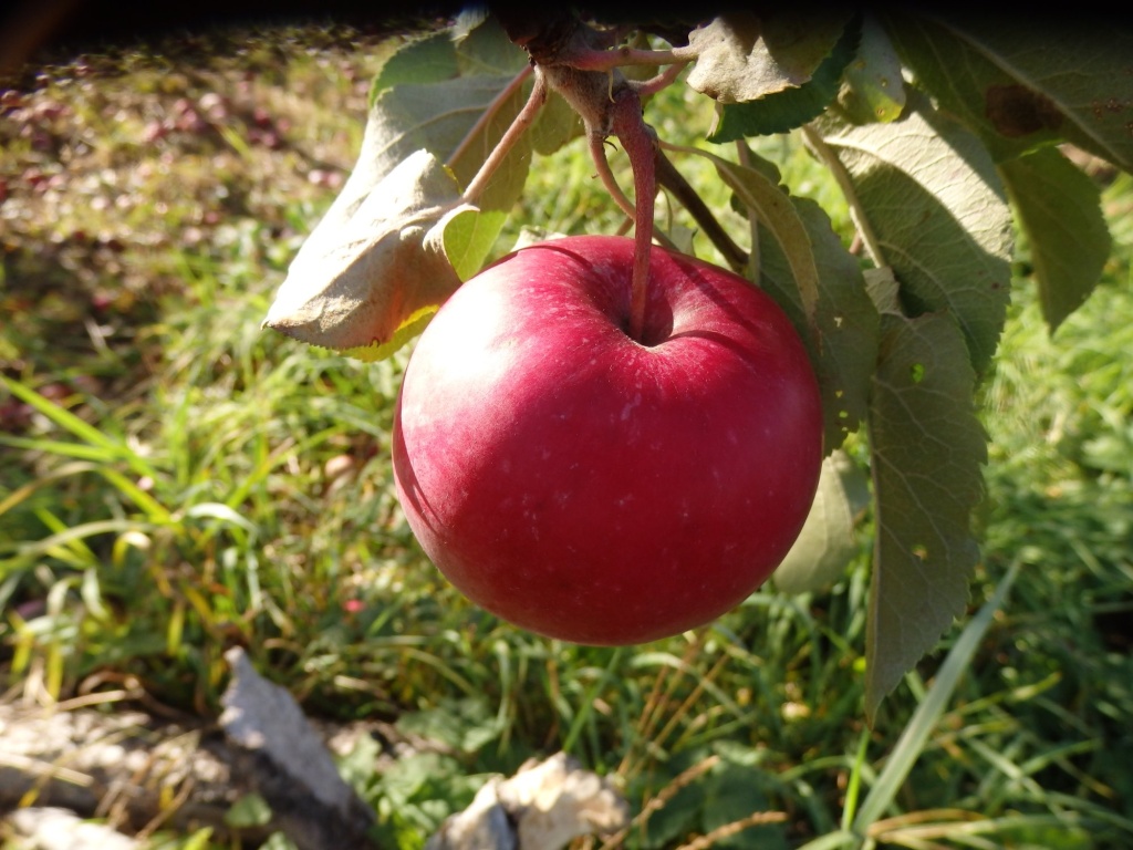 Яблоня не плодоносит: что делать и почему не цветет
