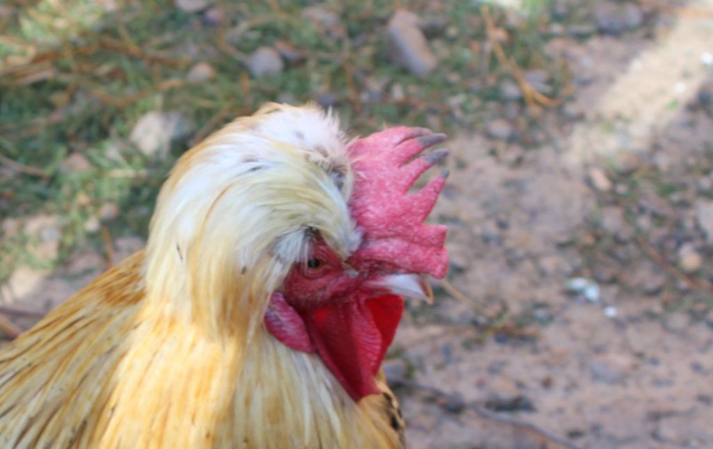 У петуха любимая курица – как помочь бедняжке при настойчивых ухаживаниях