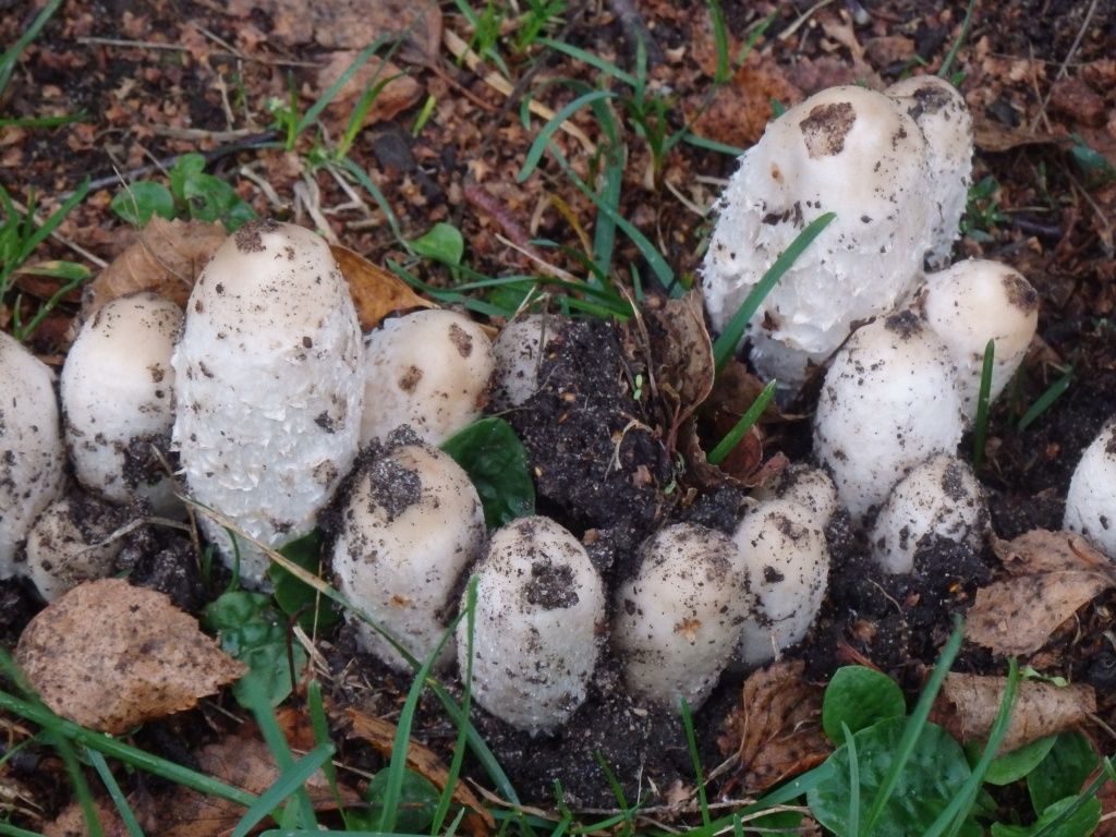 Как выращивать грибы в домашних условиях: инструкция для выращивания белых грибов, шампиньонов