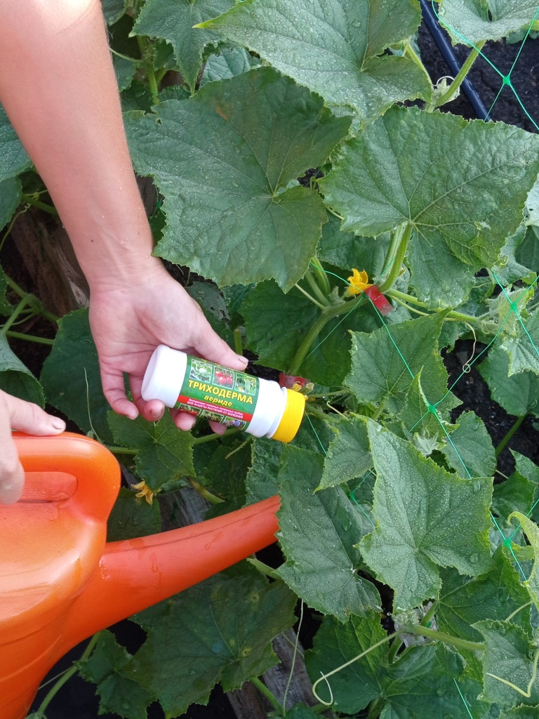 Вносим Триходерму под корень для профилактики болезней.jpg Вносим Триходерму под корень для профилактики болезней.jpg