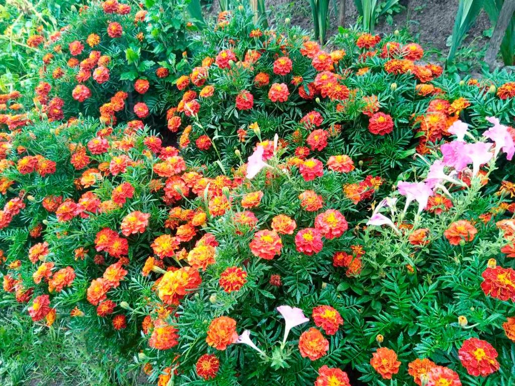 Каталог многолетних садовых цветов с фотографиями и названиями