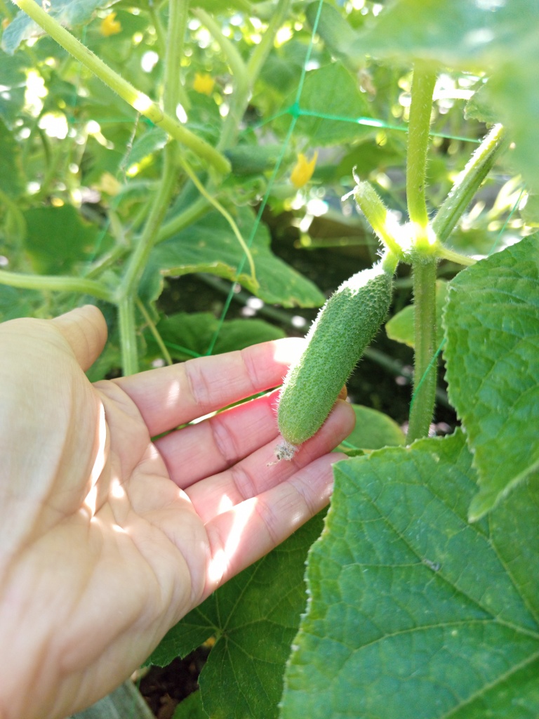 Мелкие огурчики такие милашки!.jpg Мелкие огурчики такие милашки!.jpg