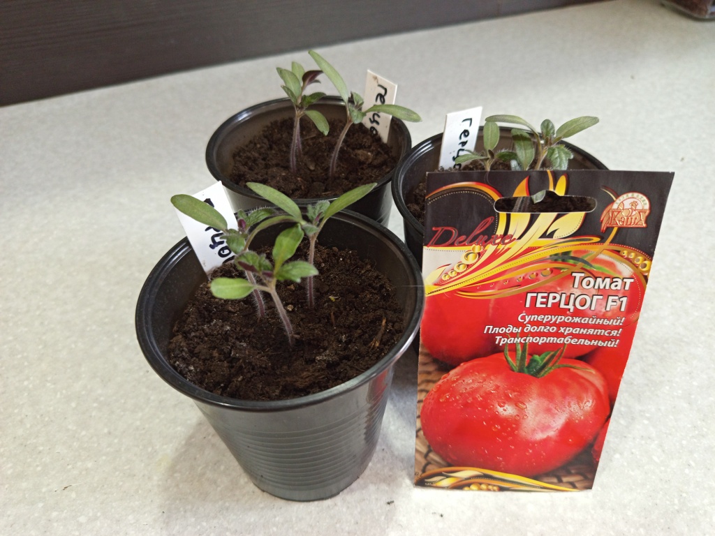 Открытие сезона, отличная всхожесть.jpg Открытие сезона, отличная всхожесть.jpg