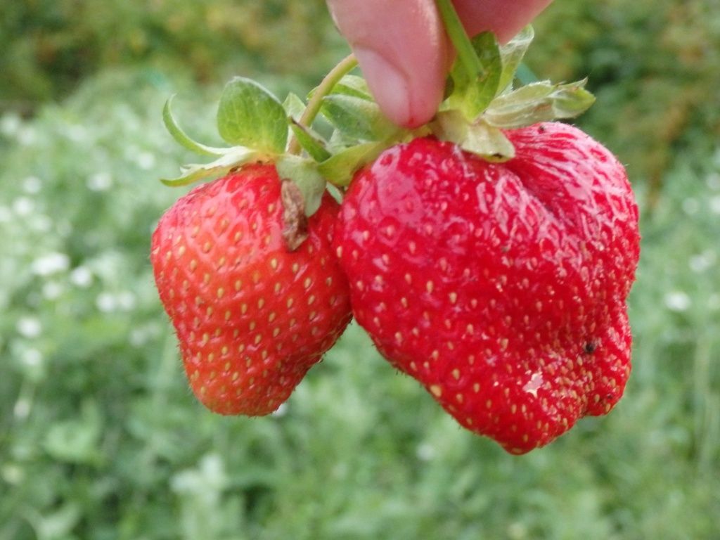 Как сделать «ягоды в сахаре» своими руками: Мастер-Классы в журнале Ярмарки Мастеров