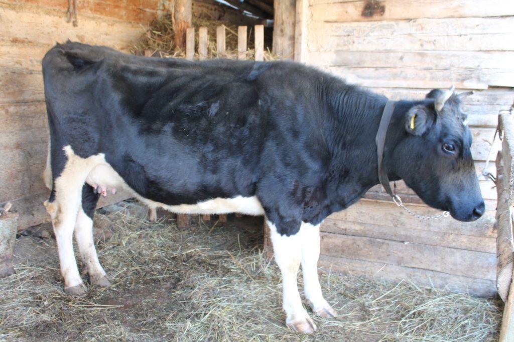 Методы определения стельности у коров