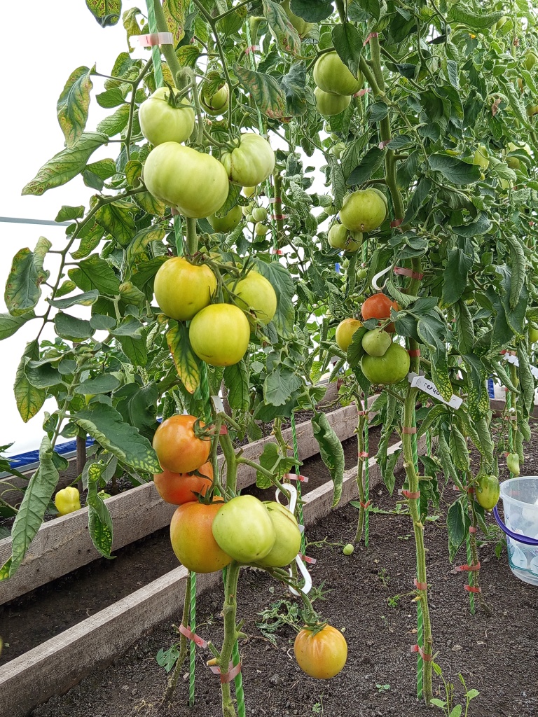 Нижние листья обрезаем.jpg Нижние листья обрезаем.jpg