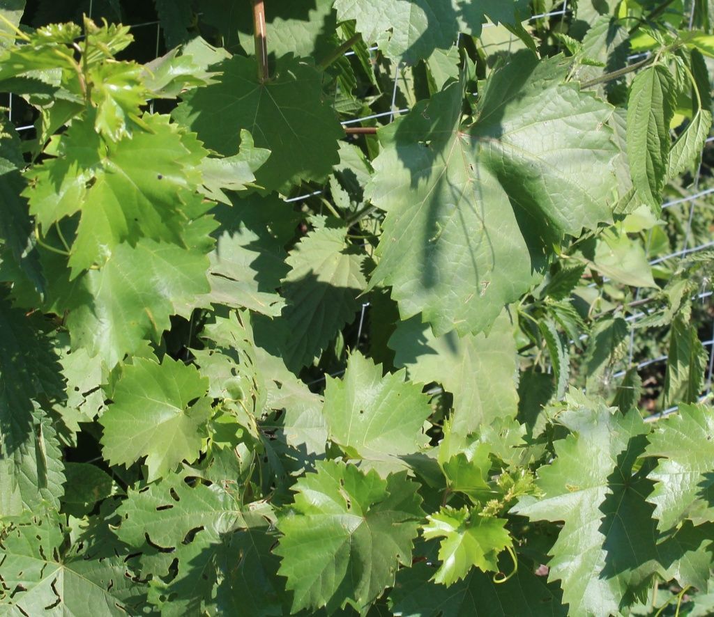 обработка винограда средствами защиты от болезней