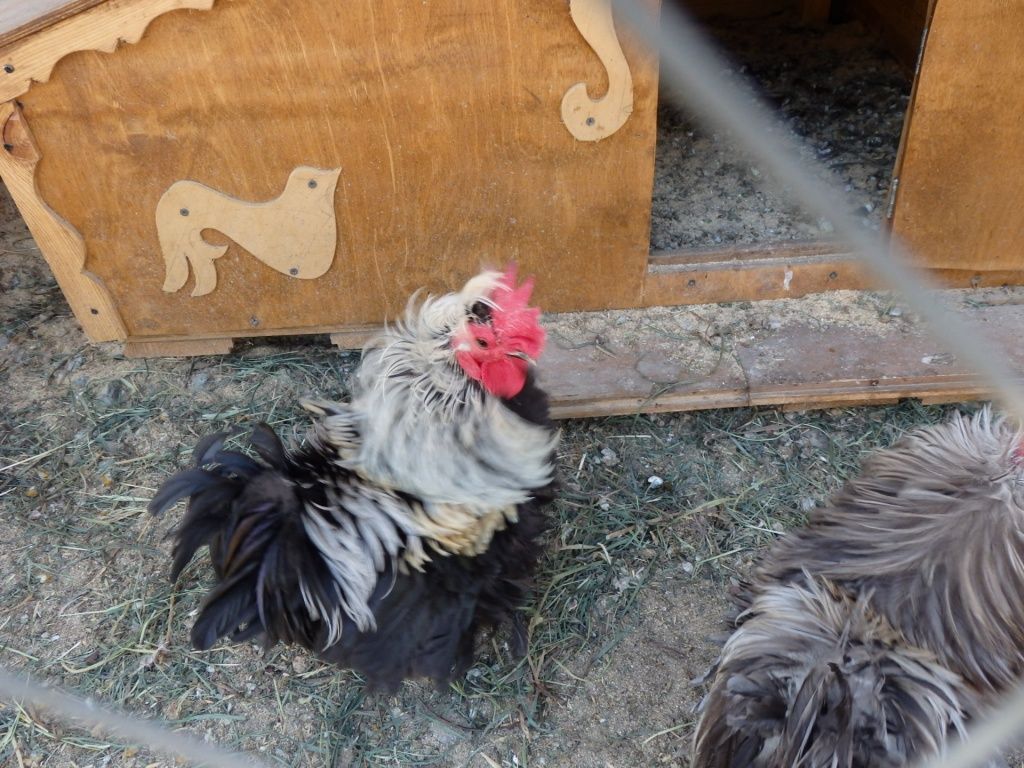 Требования к гнезду для курицы-несушки в курятнике