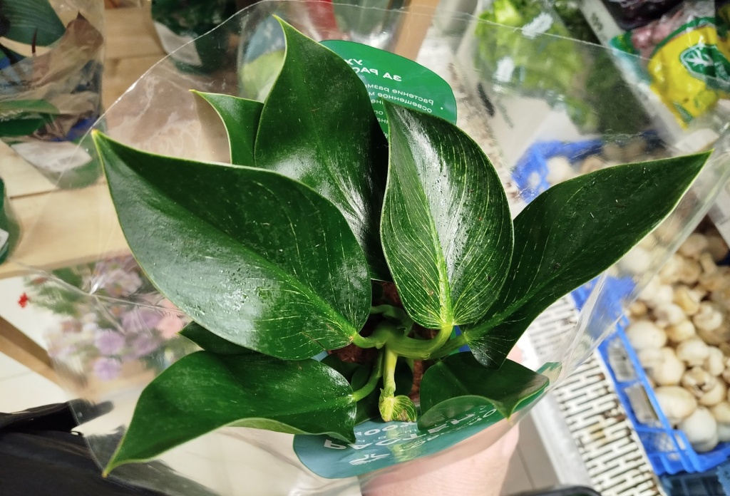 Филодендрон Биркин.jpg Филодендрон Биркин.jpg