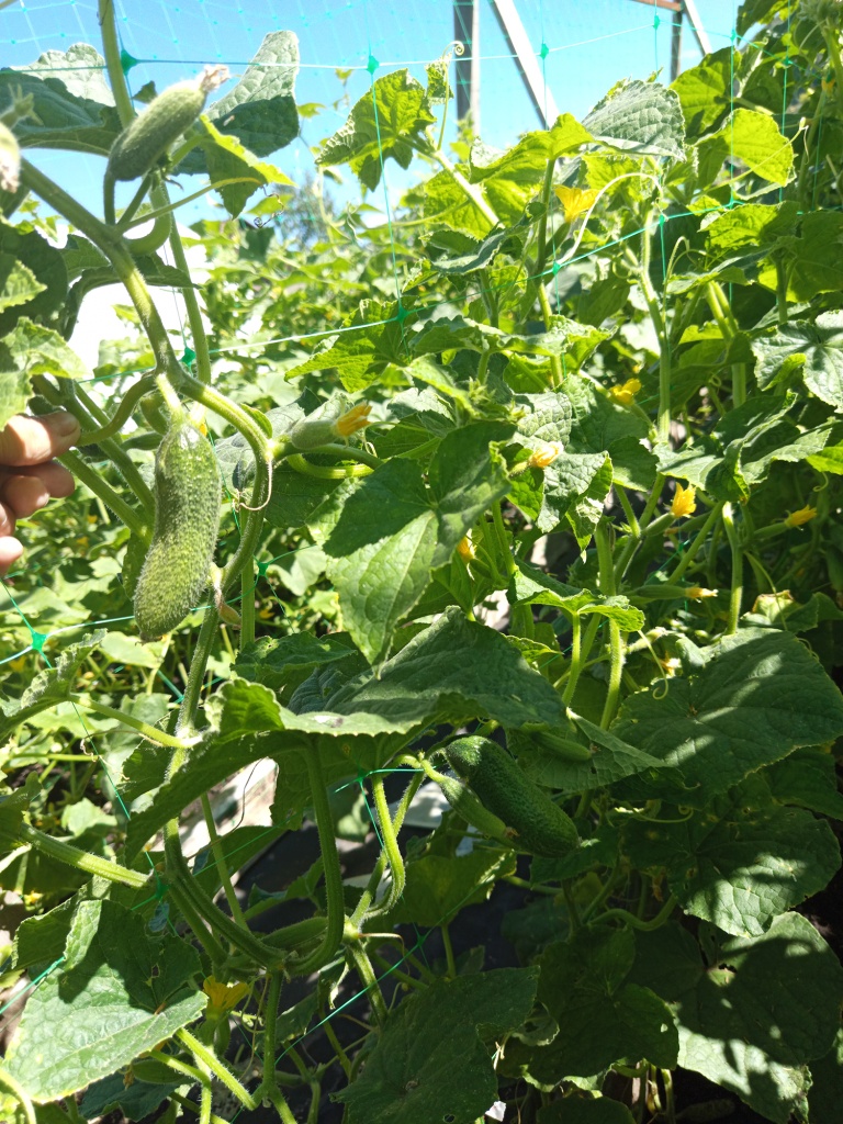 Растение равномерно заполняет все отведенное пространство.jpg Растение равномерно заполняет все отведенное пространство.jpg