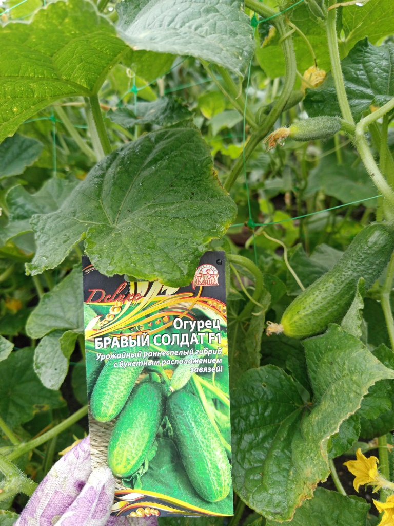 Бравый солдат F1 аппетитный красавчик.jpg Бравый солдат F1 аппетитный красавчик.jpg