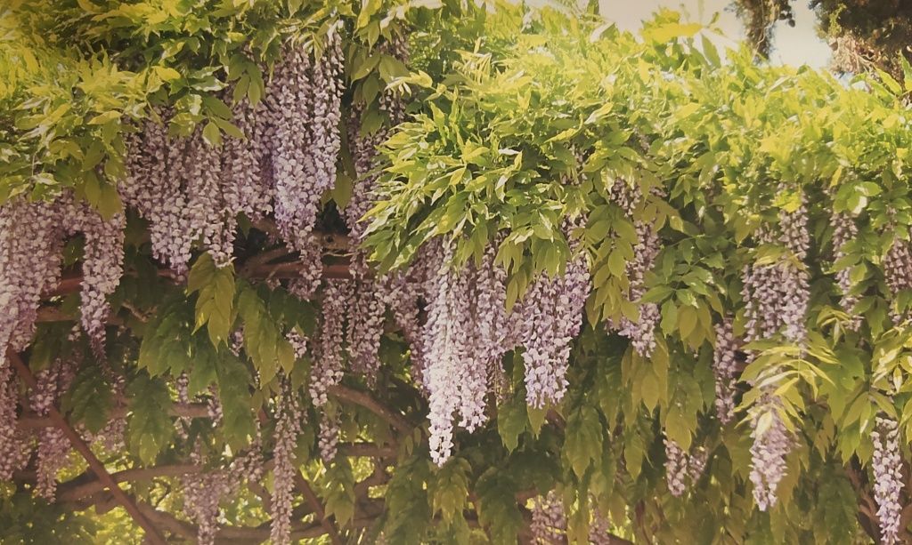 Многолетние лианы для сада: фото и названия