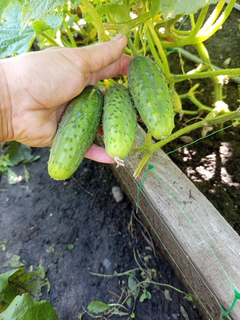 При выращивании на сетке огурцы абсолютно чистые.jpg При выращивании на сетке огурцы абсолютно чистые.jpg
