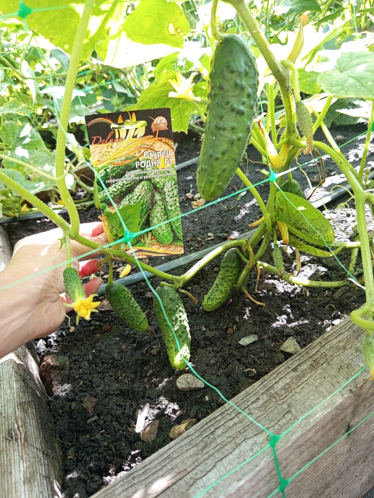 Собирайте урожай регулярно, чтобы зеленцы не перерастали.jpg Собирайте урожай регулярно, чтобы зеленцы не перерастали.jpg