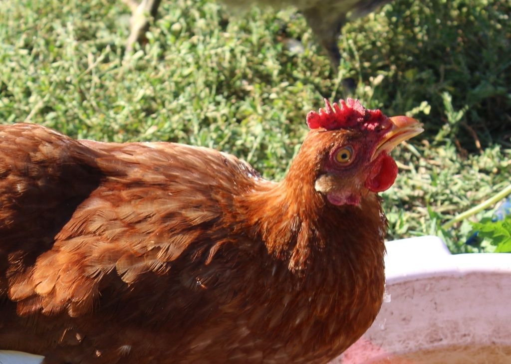 Понос у кур и цыплят: основные причины появления, способы лечения