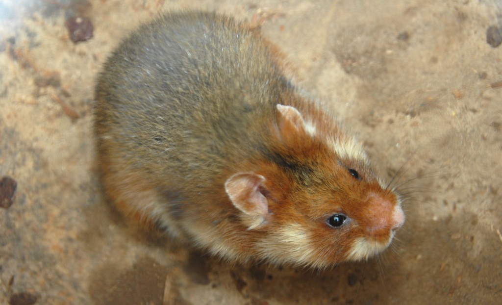 Карбыш1.jpg Карбыш1.jpg