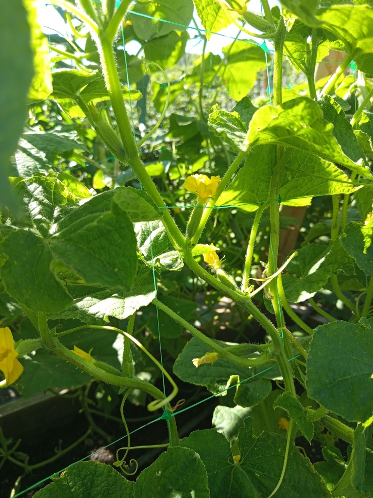 Огурцы выдерживают капризы погоды, сорт имеет отличный иммунитет.jpg Огурцы выдерживают капризы погоды, сорт имеет отличный иммунитет.jpg