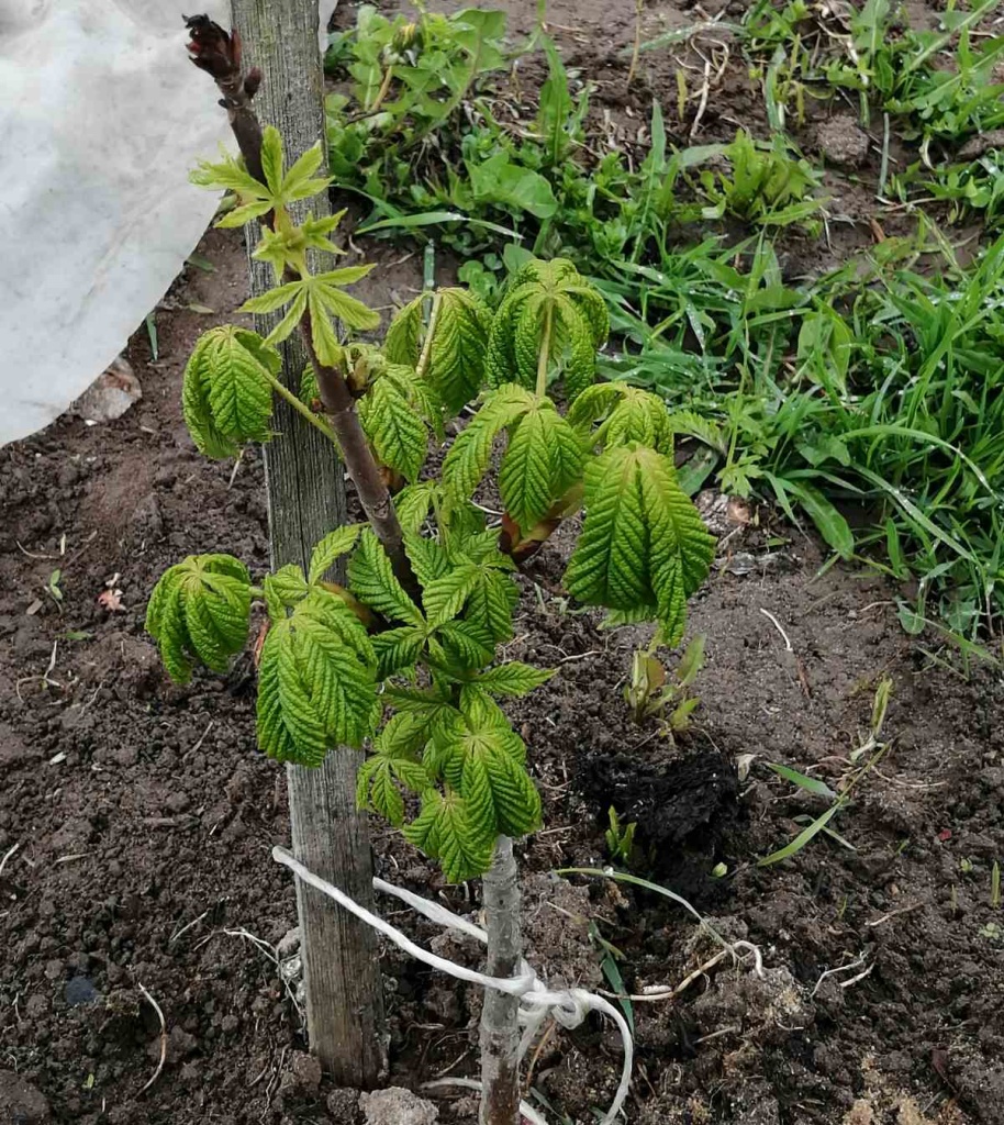 каштан2.jpg каштан2.jpg