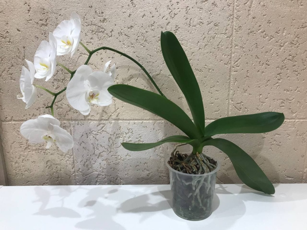 Орхидея и ее детки: размножение, посадка и уход
