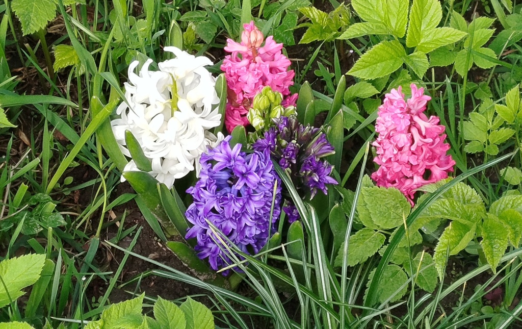 Гиацинты.jpg Гиацинты.jpg