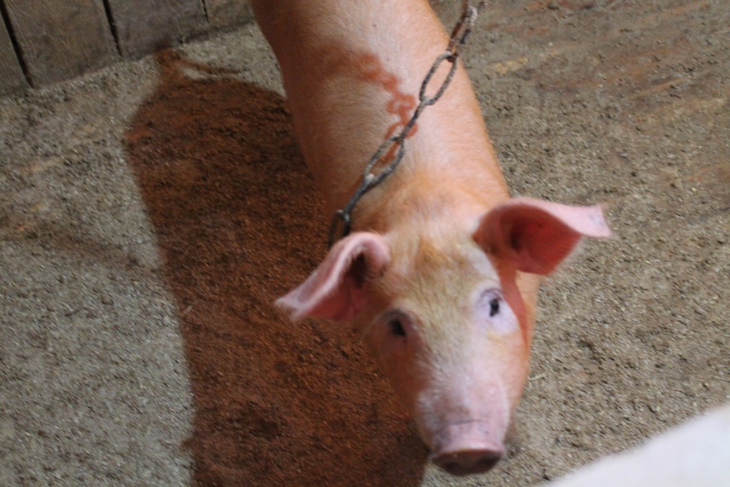 В чем причина, по которой свинья съедает поросят после родов?
