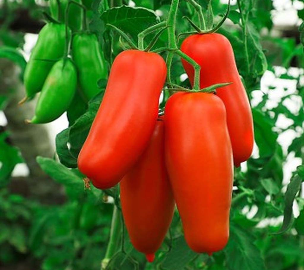 photo_20190802_ovoshi_tomat_percevidnyj_malinovyj_.jpg photo_20190802_ovoshi_tomat_percevidnyj_malinovyj_.jpg